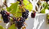 Luscious grapes on the grape vine in the courtyard. - Thumbnail Image