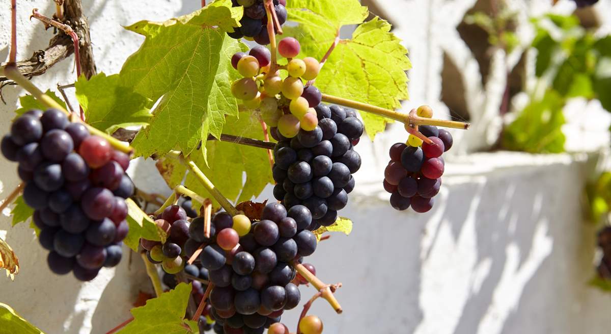 Luscious grapes on the grape vine in the courtyard.