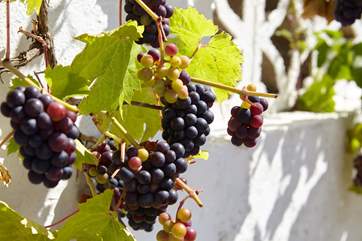 Luscious grapes on the grape vine in the courtyard.