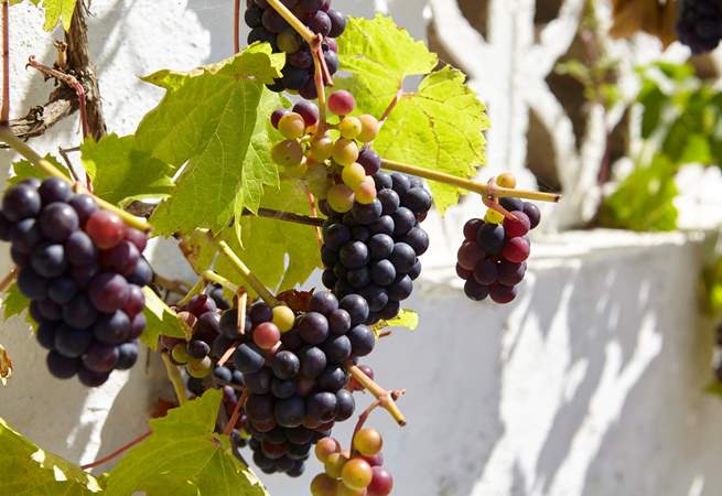 Luscious grapes on the grape vine in the courtyard.