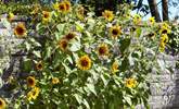 Abundance of summer sunflowers in Wellow. - Thumbnail Image