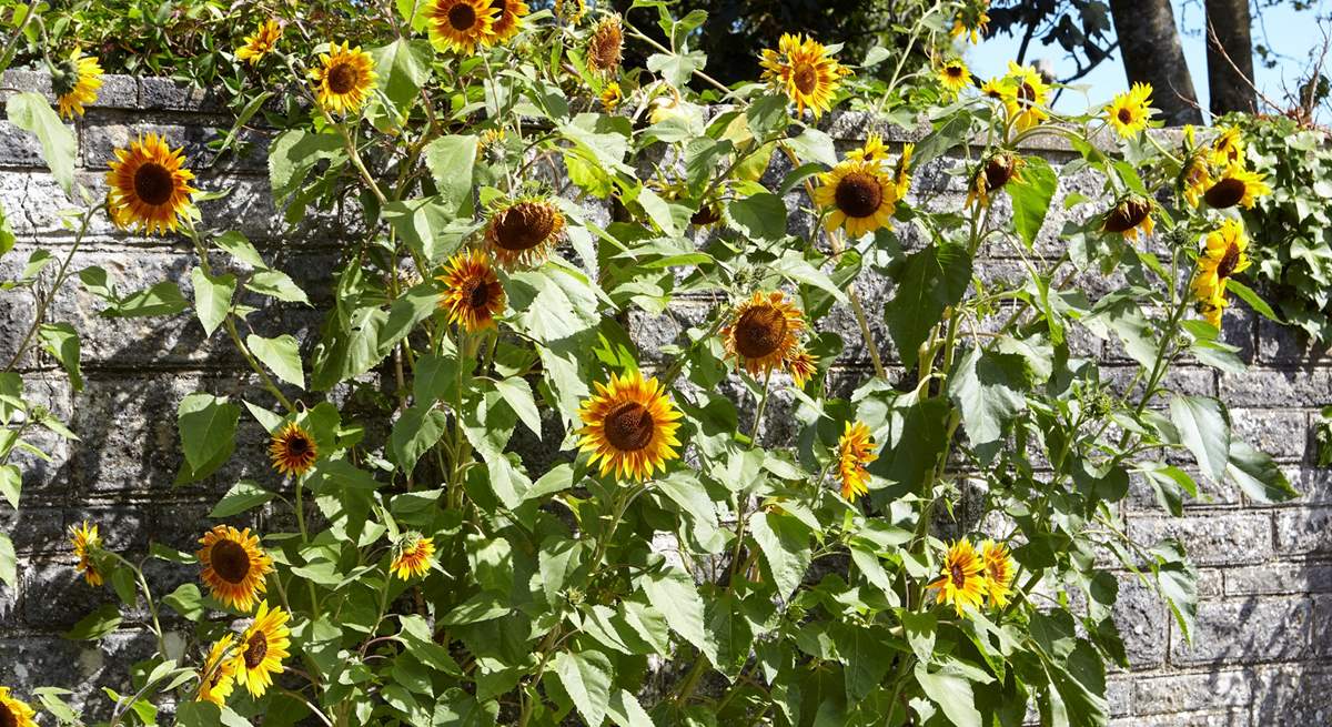 Abundance of summer sunflowers in Wellow.