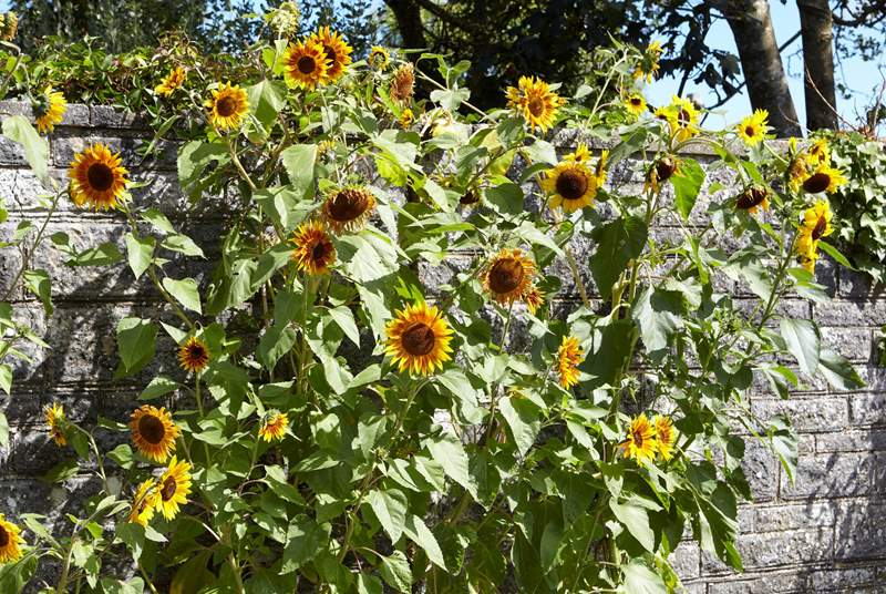 Abundance of summer sunflowers in Wellow.