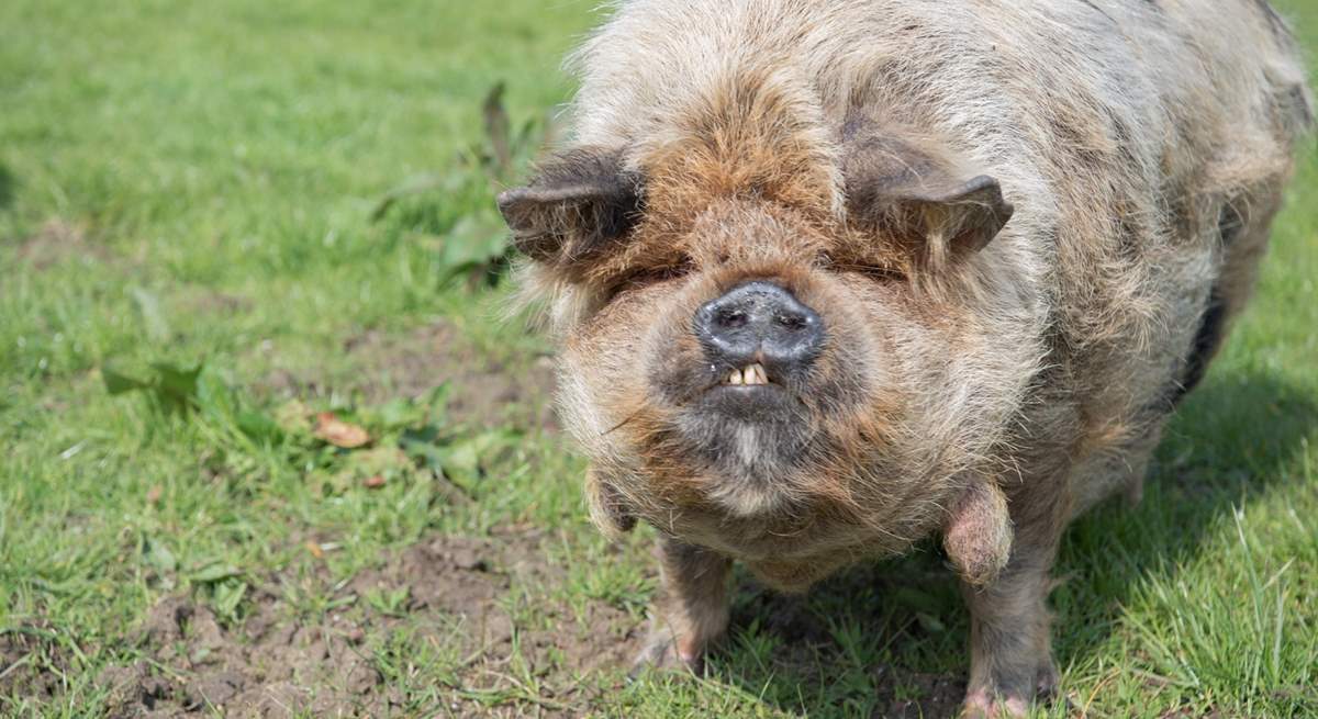 One of the residents on the farm.