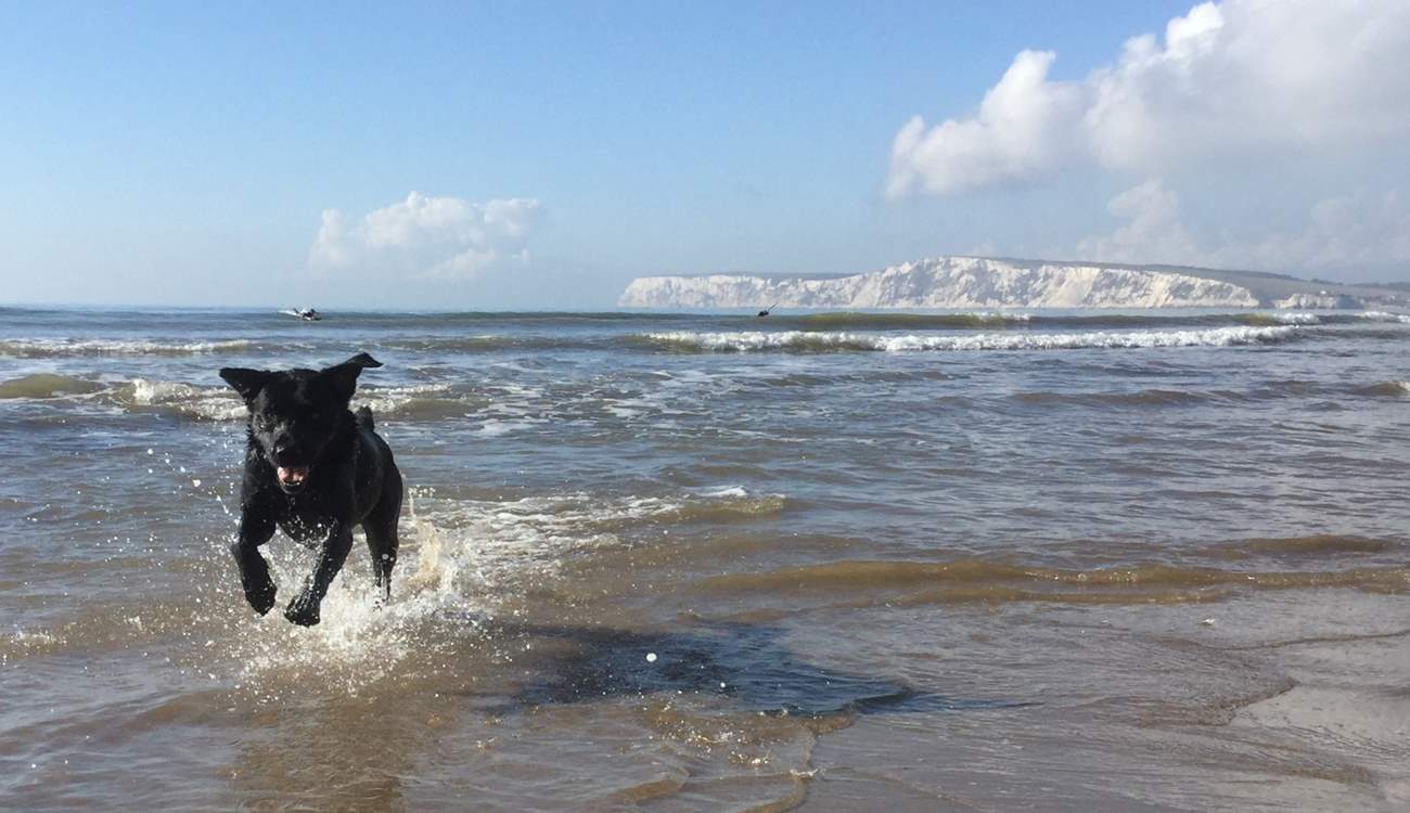 Why not bring your four-legged friend? There is no charge for dogs
at Flackstead.