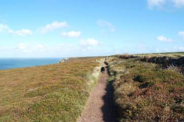 Dogs (and owners!) will love the clifftop walks.