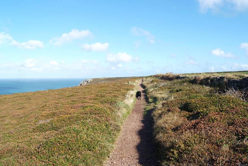 Dogs (and owners!) will love the clifftop walks.