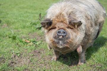 One of the farm residents.