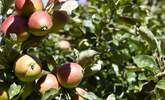 Apples on the apple tree. - Thumbnail Image