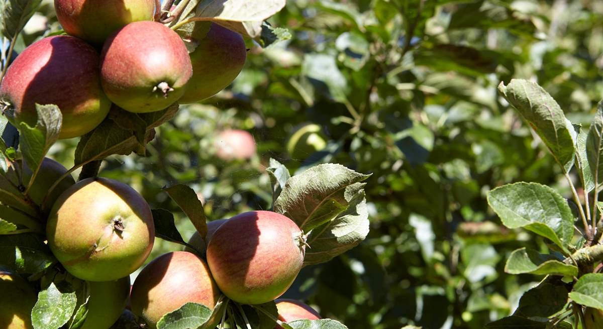 Apples on the apple tree.