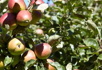 Apples on the apple tree.