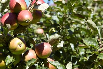 Apples on the apple tree.