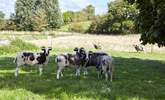 Goats in residence at the farm. - Thumbnail Image