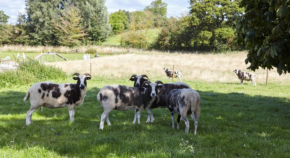 Goats in residence at the farm.