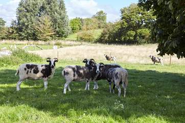 Goats in residence at the farm.