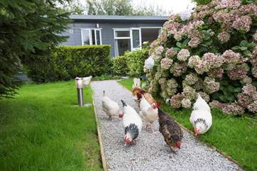 You will get to see plenty of chickens who roam free-range around the the owners' large lawned area.