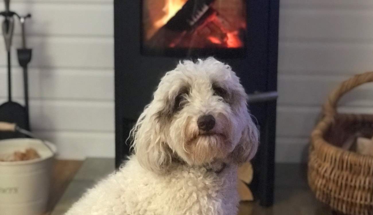 Your four-legged friend is also welcome at Cuddle Cabin.