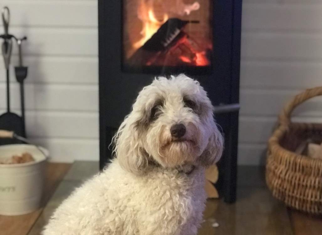 Your four-legged friend is also welcome at Cuddle Cabin.