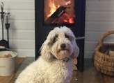 Your four-legged friend is also welcome at Cuddle Cabin.