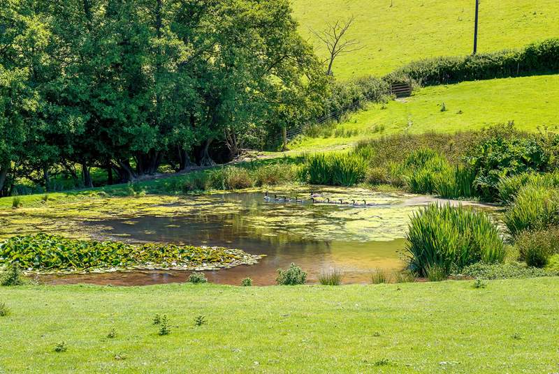 There is a pond in the adjoining field, overlooked by the garden, which attracts all kinds of birds and wildlife (please take care of children).