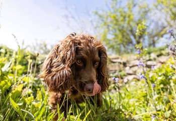 Your small doggie is welcome here too.