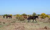 Ponies, cattle, sheep and pigs roam freely throughout the New Forest National Park. - Thumbnail Image