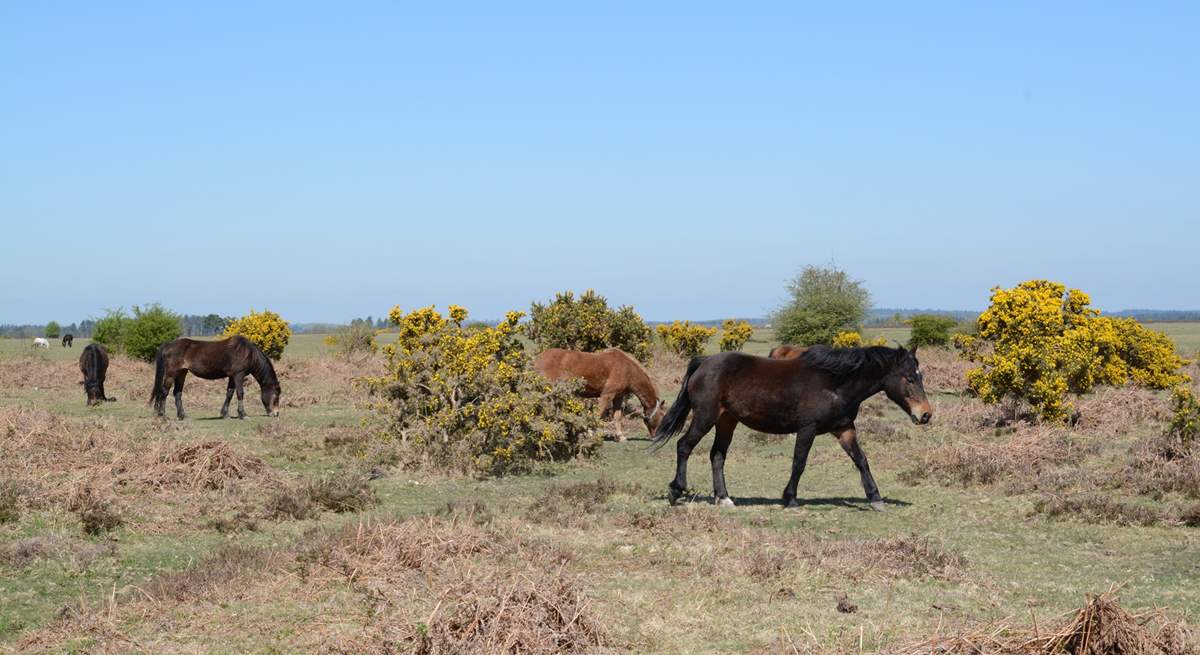 Ponies, cattle, sheep and pigs roam freely throughout the New Forest National Park.