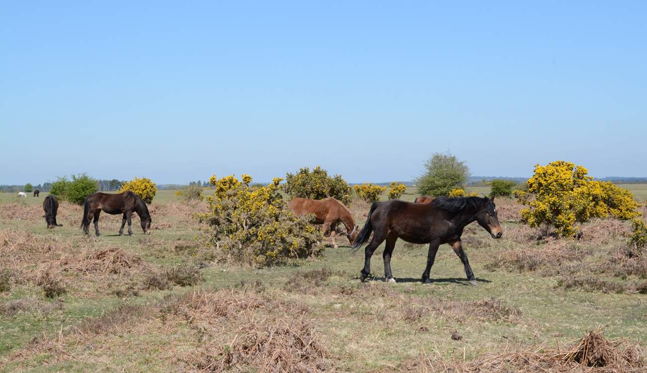 Ponies, cattle, sheep and pigs roam freely throughout the New Forest National Park.