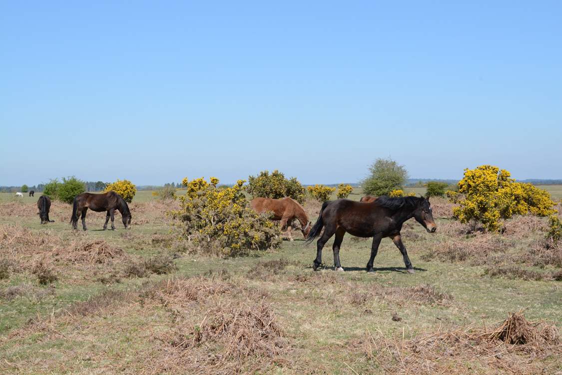 Ponies, cattle, sheep and pigs roam freely throughout the New Forest National Park.