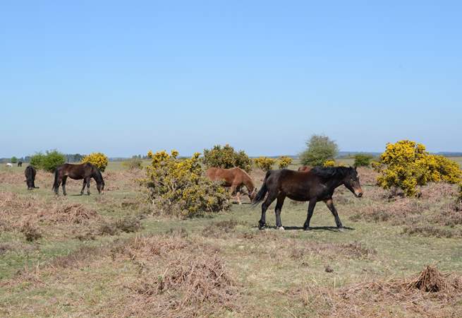 Ponies, cattle, sheep and pigs roam freely throughout the New Forest National Park.