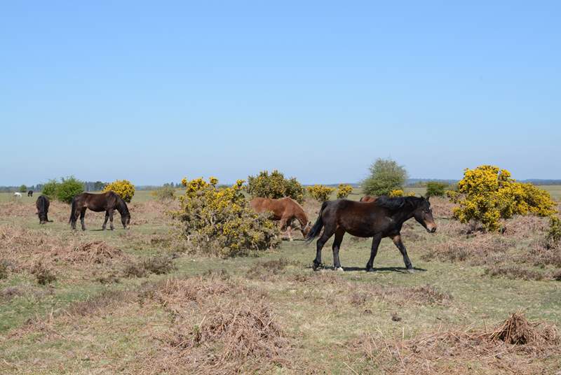 Ponies, cattle, sheep and pigs roam freely throughout the New Forest National Park.