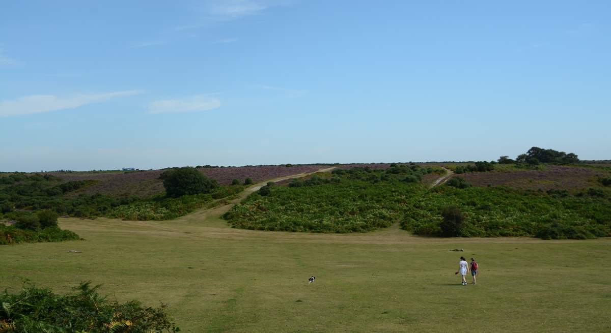 Miles of open space is characteristic of the New Forest National Park.