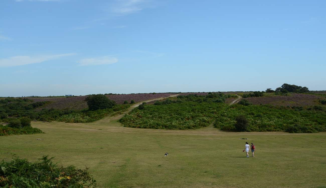 Miles of open space is characteristic of the New Forest National Park.