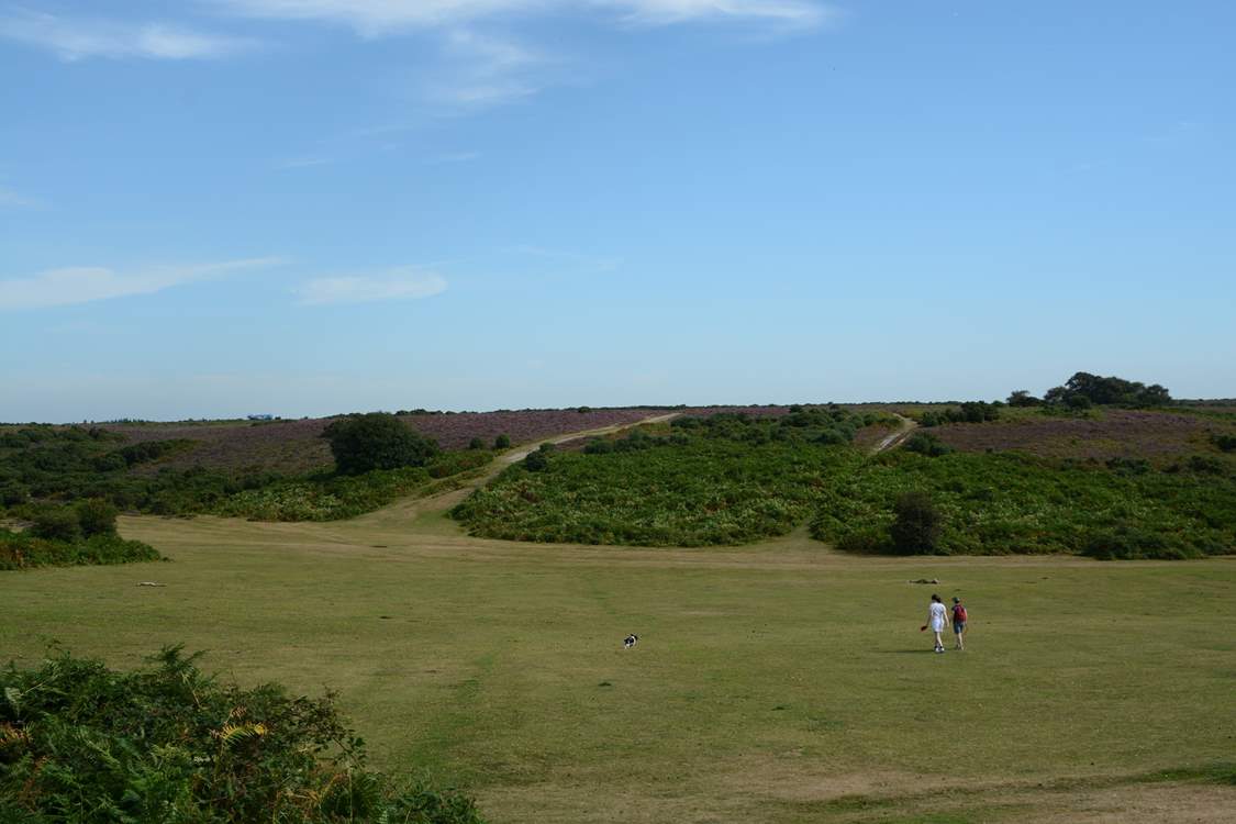 Miles of open space is characteristic of the New Forest National Park.
