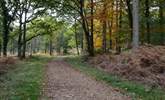 The New Forest National park has miles of foot paths and cycle tracks through ancient woodland and open heathland. - Thumbnail Image