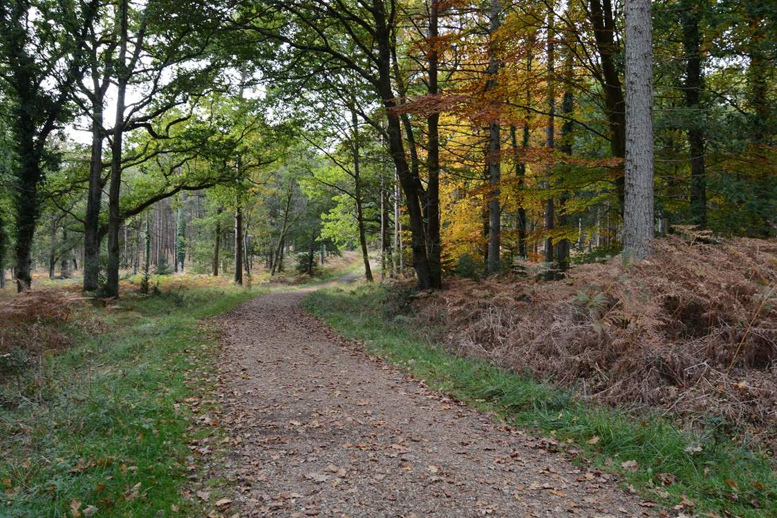 The New Forest National park has miles of foot paths and cycle tracks through ancient woodland and open heathland.