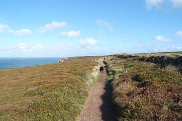 Take your canine friend for a lovely coastal walk!