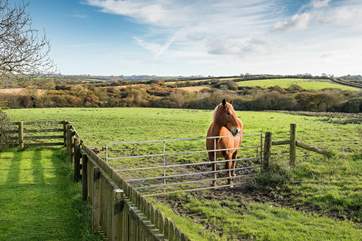 Rosamund Cottage is set in the heart of the countryside.