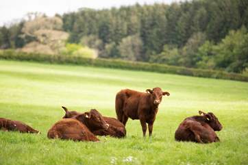 Here they are in all their glory - the Red Devon Cattle grazing on the farm.
