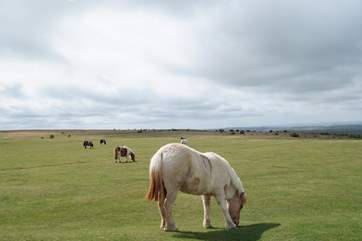 Will you spot any Dartmoor ponies out and about on your adventures?