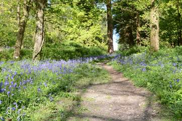 Nearby woodland walks are wonderful for you and your dog.