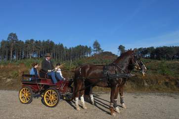 The owners of Cedar Lodge have their own business providing horse drawn carriages for weddings and special occasions, you may be able to accompany them on a drive.