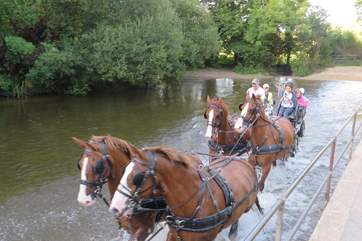 The owner's magnificent horses; you may be able to join them on a drive in the beautiful Dorset countryside.