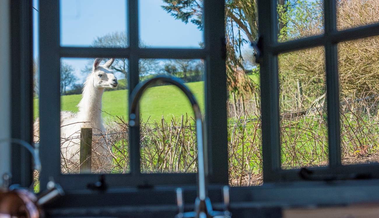 Your furry neighbours will keep you entertained whilst washing the dishes.