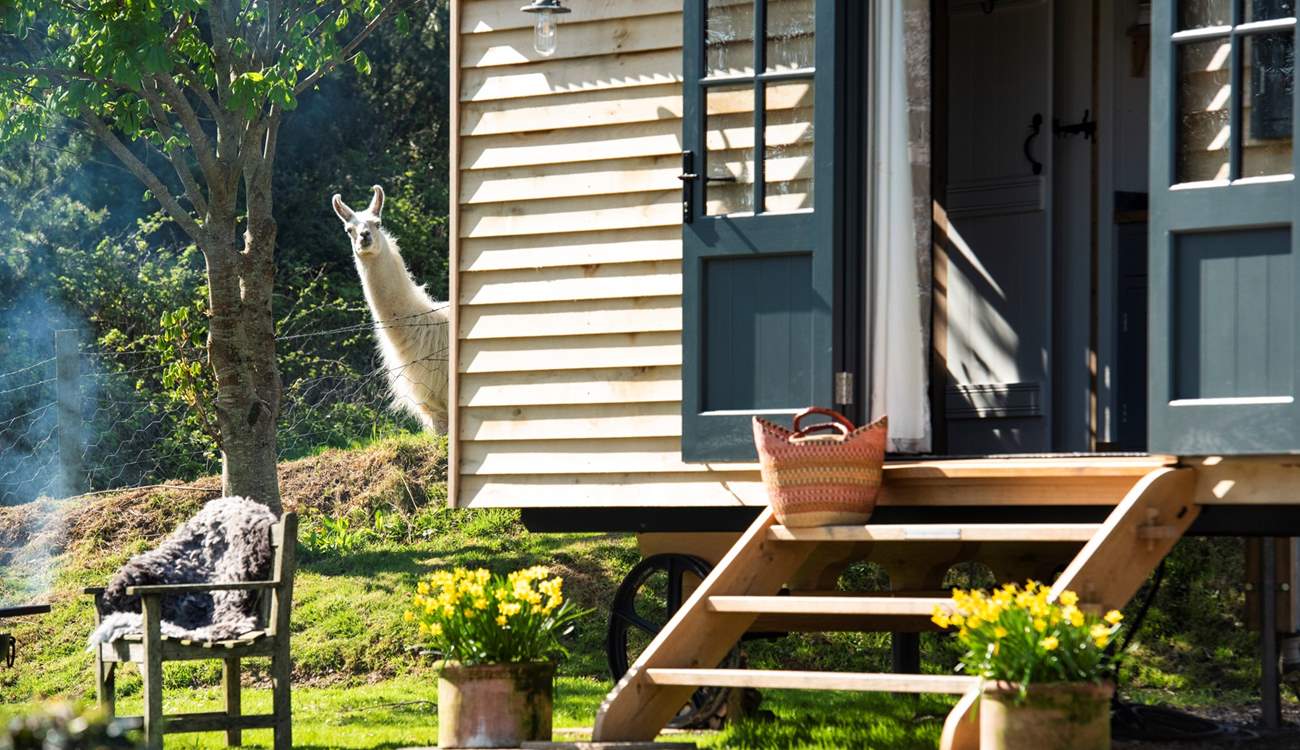 Can you spot your cheeky neighbour?