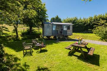 Beautful Copperas sits proud in its very own enclosed area on the historic farmstead at Lydford Farm.