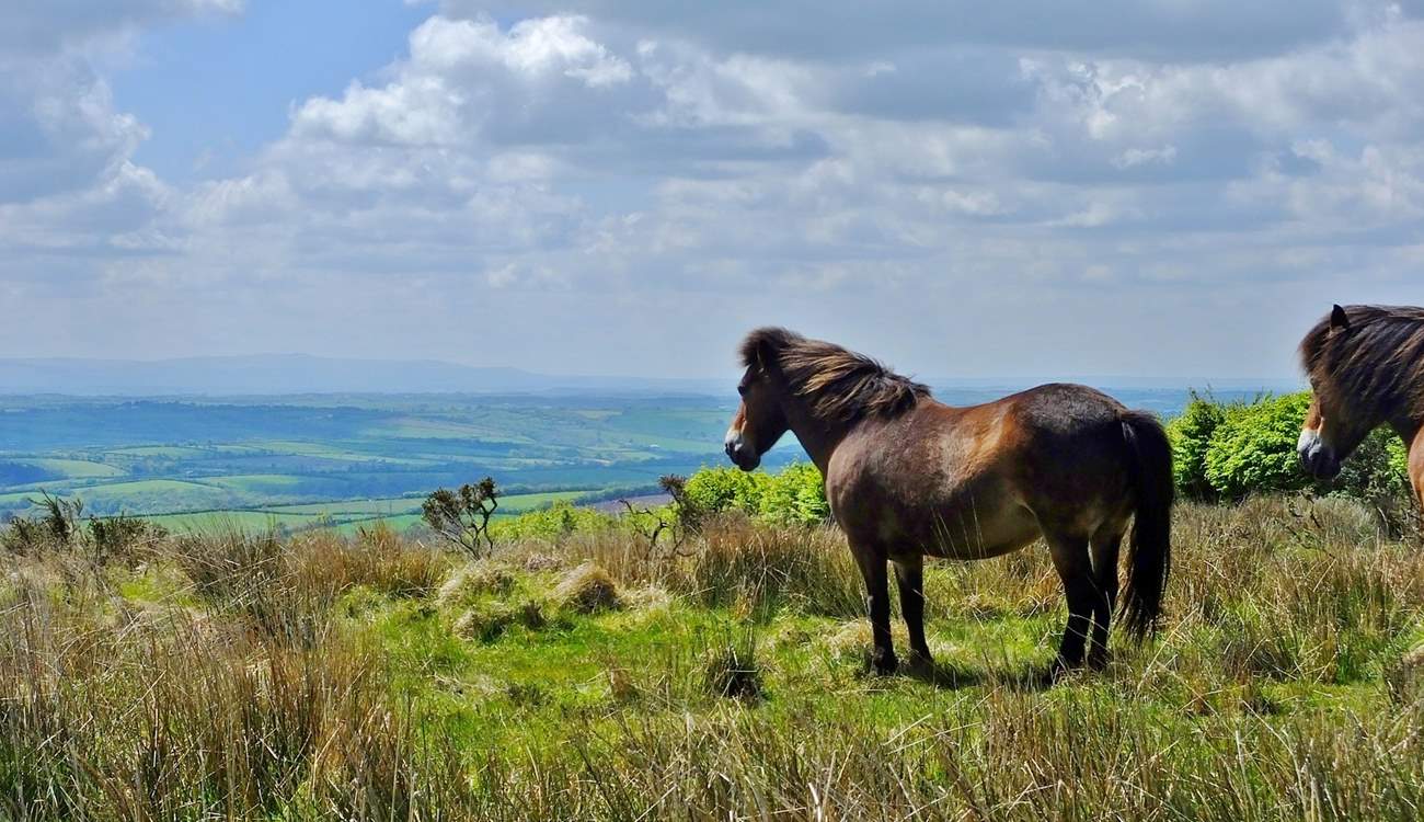 A little further afield is Exmoor National Park.