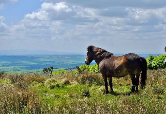 A little further afield is Exmoor National Park.