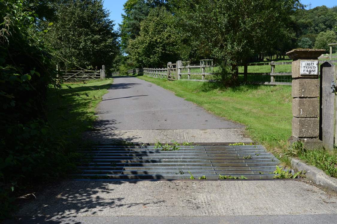 The driveway up to Ford Farm often has grazing sheep either side of the little lane.