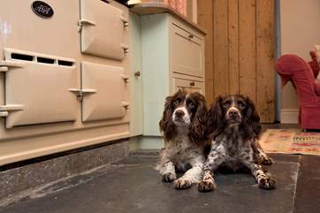 Your four-legged friends will enjoy it here just as much as you will.
